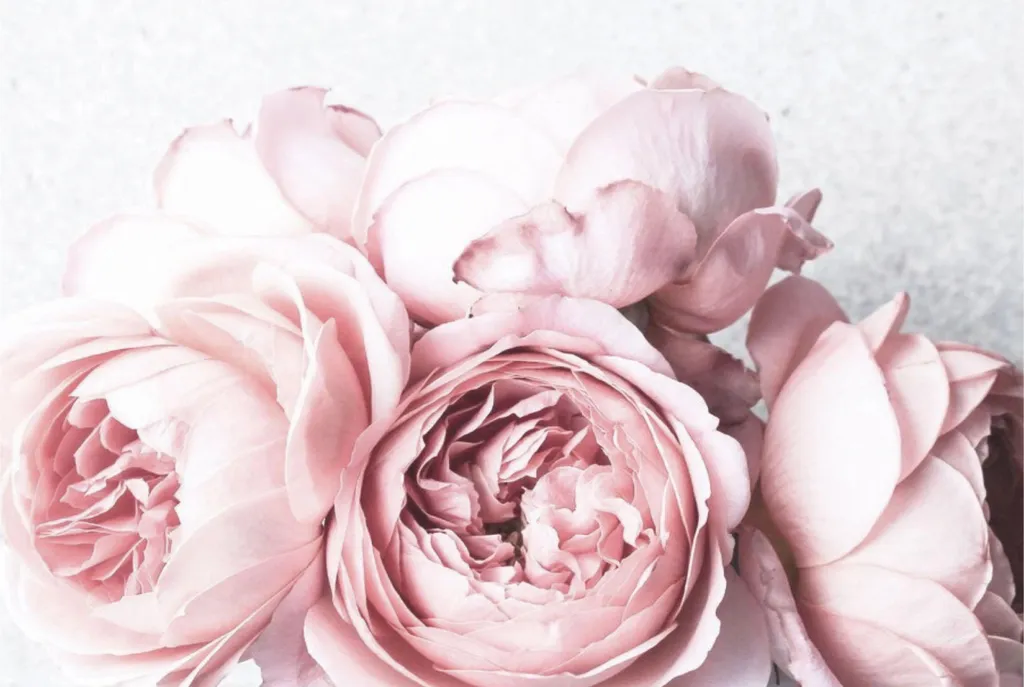 Copriradiatore Magnetico Rosa 60x100 cm Peonie - Decorazione Moderna