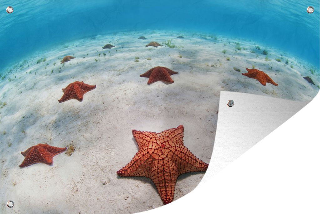 MuchoWow 90x60 cm Outdoor-Poster Gartendeko Sichtschutz Garten Poster für den Garten Seesterne auf dem Meeresboden