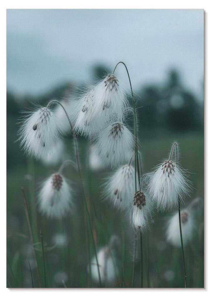POSTER - 21x29 cm (A4) - Oops - Luftige Grashalme, Zartheit, Blau, Frieden - Wandbild für Wohnzimmer Schlafzimmer & Flur, Modernes Poster Wanddeko...