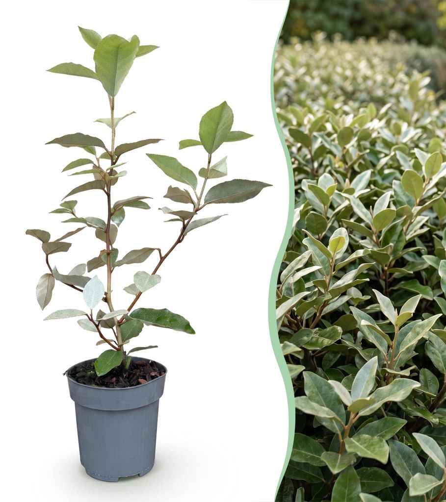 GreenboutiQ - Heckenpflanzen - Eleagnus ebbingei Compacta - Produktbild 