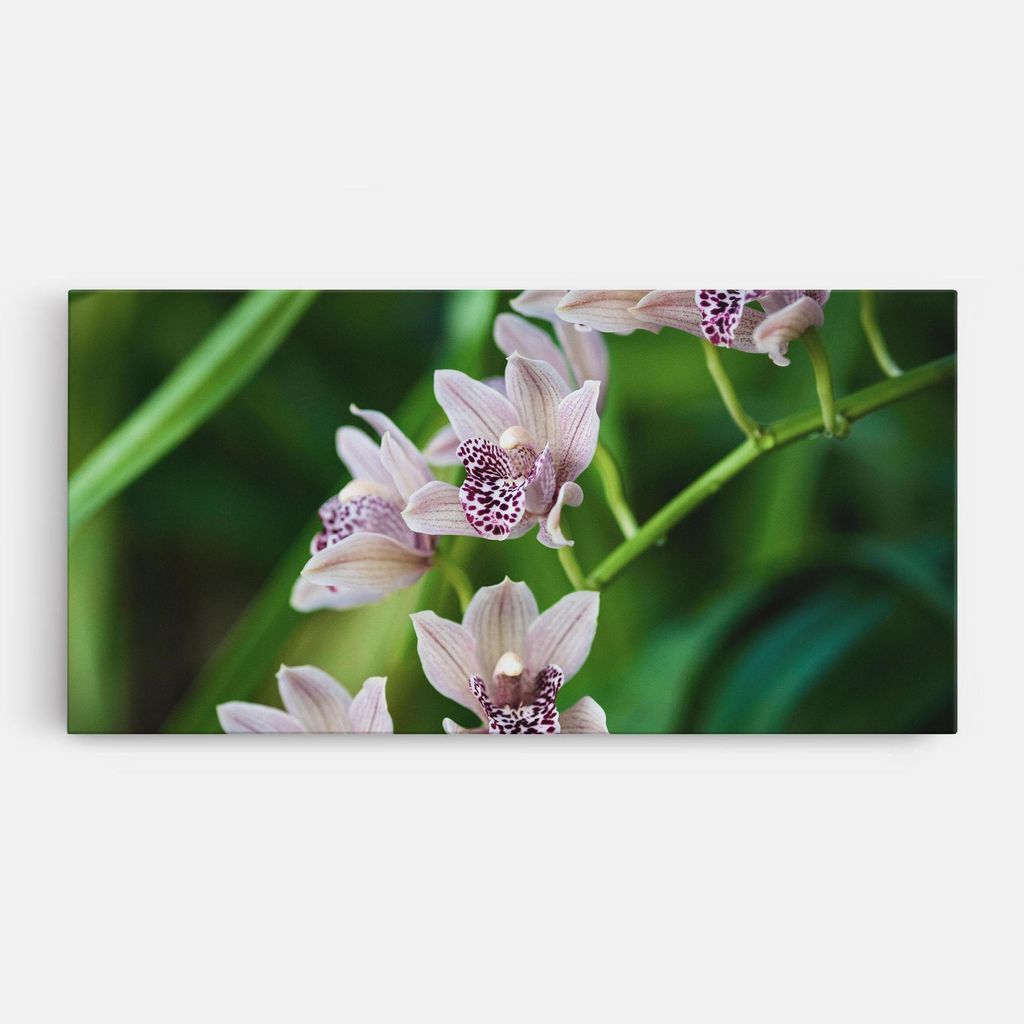 ARTHUB Leinwandbild 60x120 cm, Cymbidium Orchid | Wohnzimmerdekoration, Hängende Bilder, Wanddekoration, Heimdekoration, Blumen, Blumen in der N...