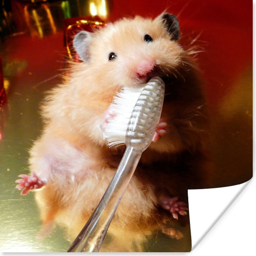 MuchoWow Poster Hamster beim Zähneputzen 50x50 cm - Wohnzimmerdekoration