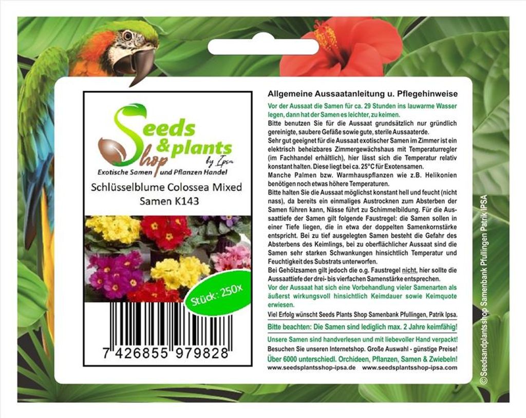 250x Schlüsselblume Colossea Mixed Primula mehrjärige Garten Pflanzen Samen K143