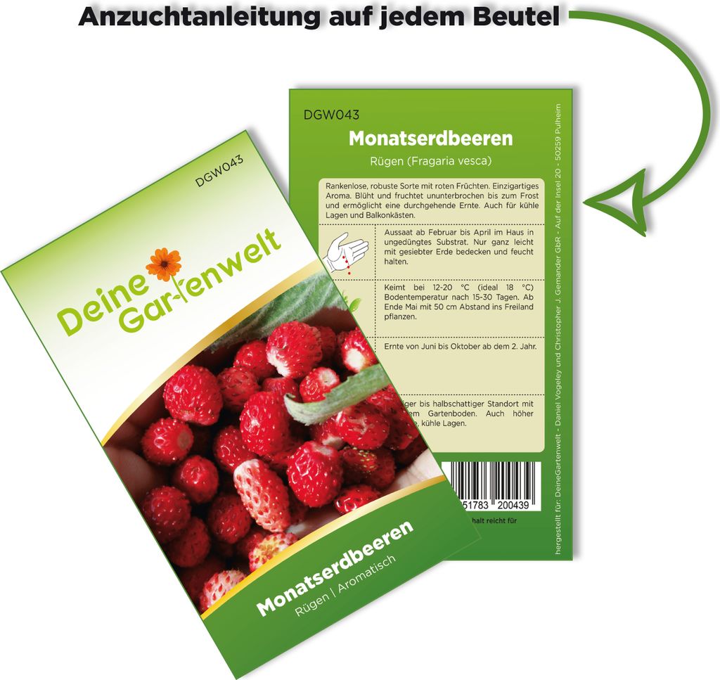 Monatserdbeeren Rügen Samen - Fragaria vesca - Erdbeersamen Produktbild 3