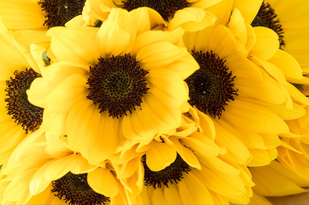 Muralo Fototapete Blumen 416 (B) x 290 (H) cm Vlies Tapete Wandtapeten Wohnzimmer Schlafzimmer moderne Wandbilder XXL Pflanzen Natur Wand Dekoration