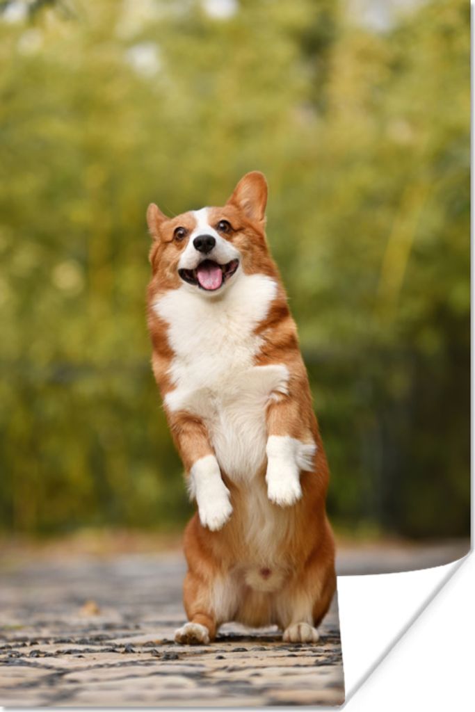 MuchoWow Poster Hund - Corgi - Steine 60x90 cm - Wanddekoration