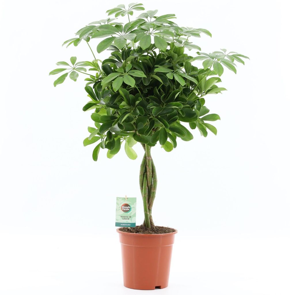 Schefflera arboricola geflochtene Stamm