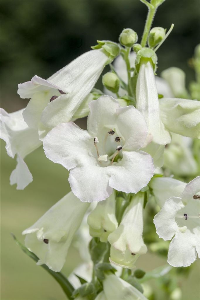 Penstemon x cult. 'White Bedder', Bartfaden, weiß, ca. 11x11 cm Topf