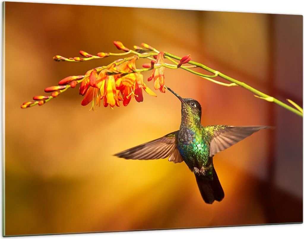 Bilder auf glas - Kolibri Vogel Sommer - 120x80cm - Glasbilder - Wandbilder - Kunstdruck - zum Aufhängen bereit - Wanddekoration aus Glas - Glas B...