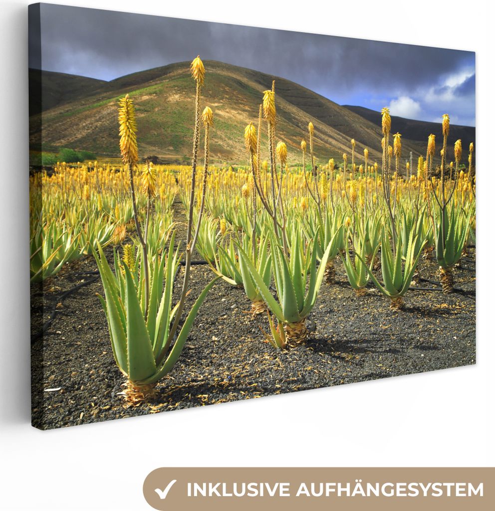 OneMillionCanvasses - Leinwandbilder - 140x90 cm, Eine Aloe-Vera-Plantage auf Lanzarote, Wandbilder Kunstdruck Wanddekoration