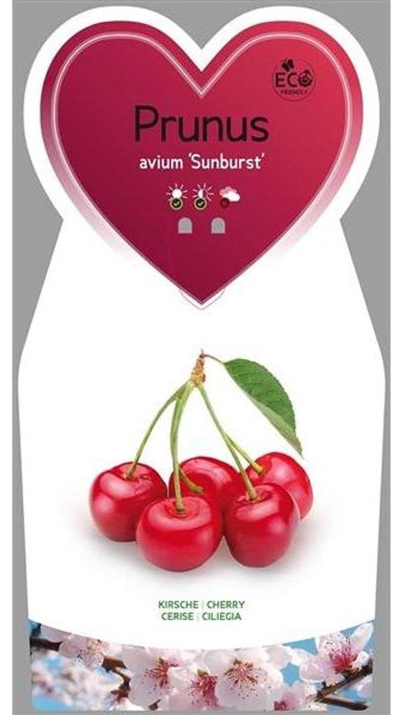Prunus avium Sunburst ca. 120 cm - Süßkirsche 'Sunburst' Produktbild 
