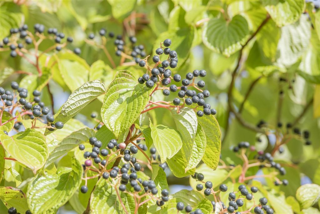 Cornus controversa, Etagen-Hartriegel, 60–80 cm