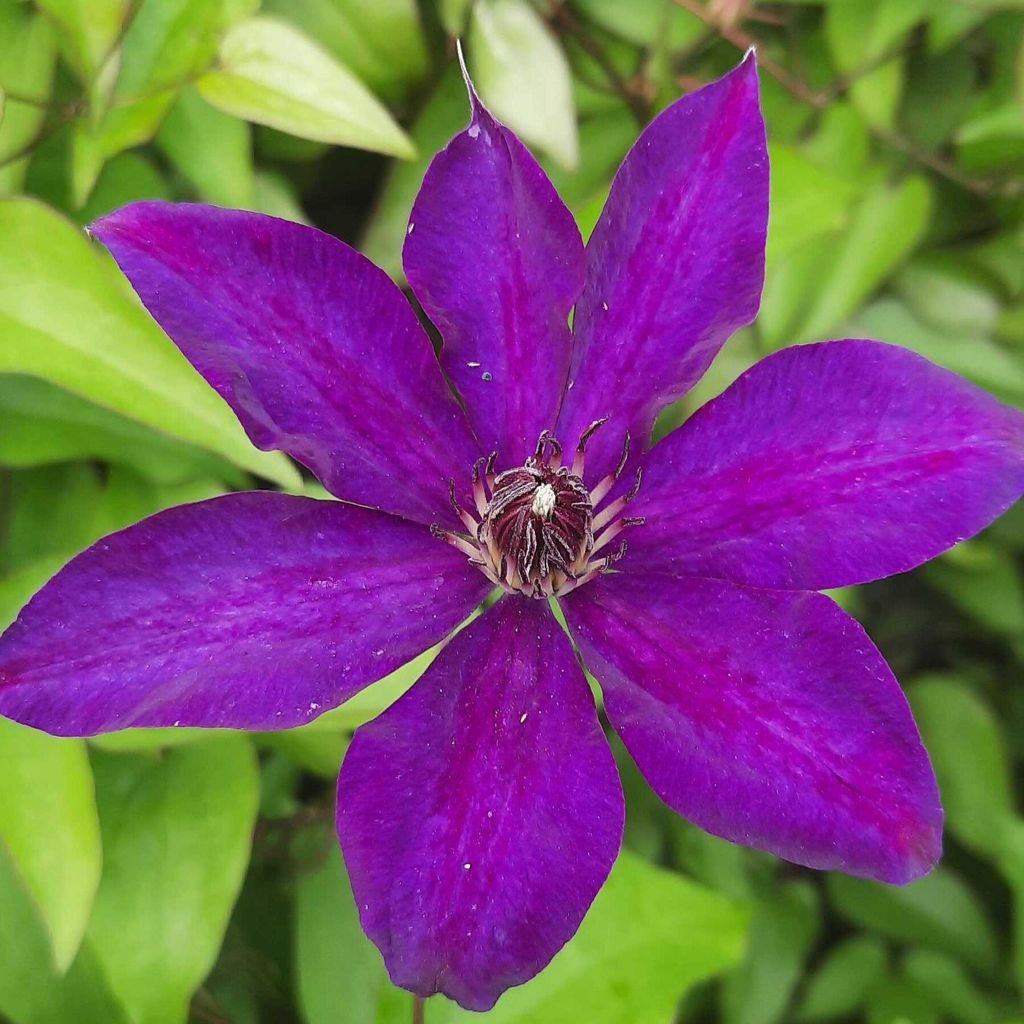 Clematis The President 1L
