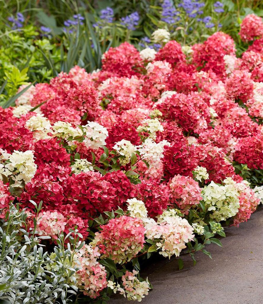 BALDUR Garten 1x Niedrige Hortensie 'Groundbreaker® Ruby®', Produktbild 