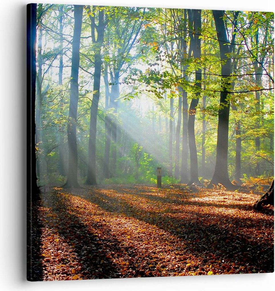 Bild auf Leinwand - Leinwandbild - Wald Blätter Sonne - 40x40cm - Wand Bild - Wanddeko - Wandbilder - Leinwanddruck - Bilder - Kunstdruck - Wandde...