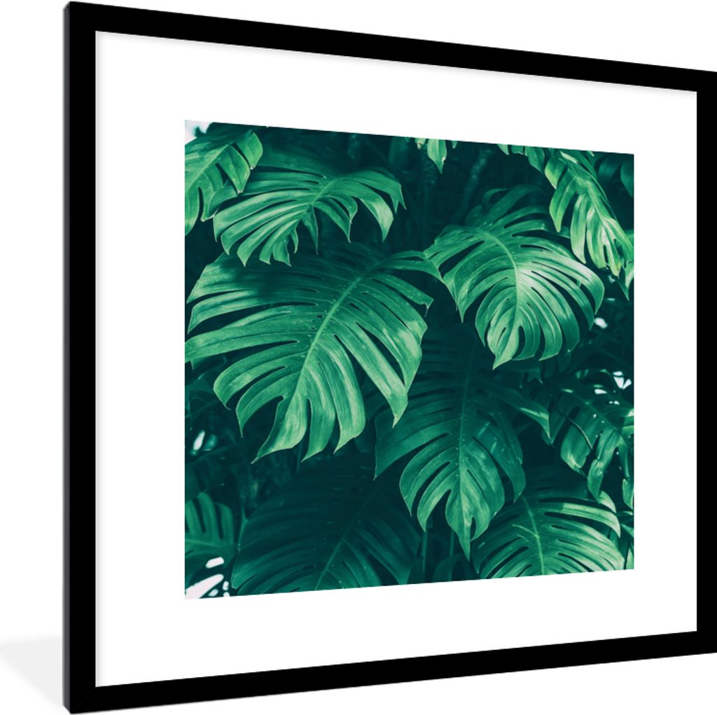 MuchoWow Gerahmtes Poster Monstera - Blätter - Pflanzen - Dschungel - Natur 40x40 cm - Poster mit Schwarzem Bilderrahmen Wandposter Rahmen Foto ...
