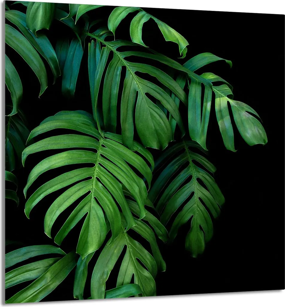 Copripiano Vetro 60x65 Monstera: Arredo Cucina Tropical Chic
