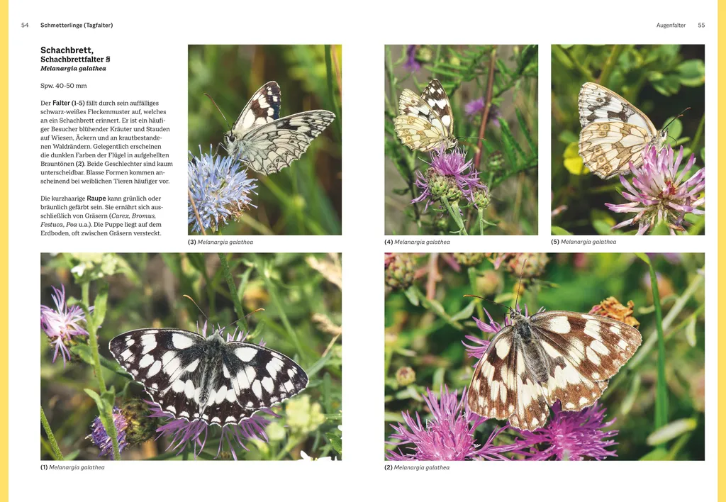 Das große BLV Handbuch Insekten : le guide de référence des insectes