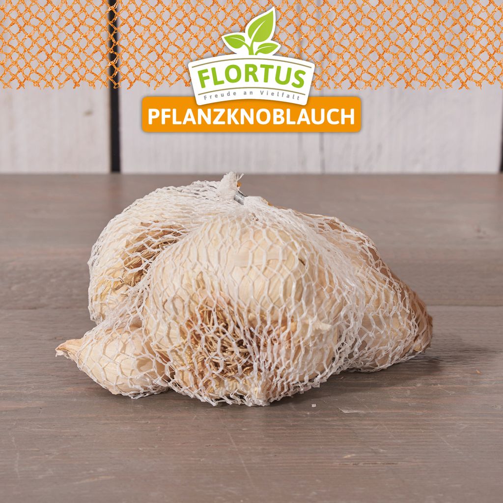 Winterpflanzknoblauch Messidor | Pflanzknoblauch von FLORTUS, Menge:250 g