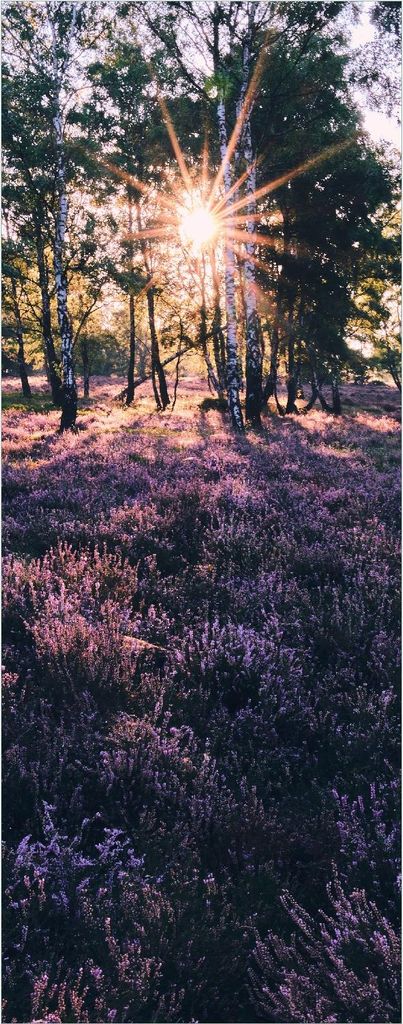 Wallario Poster - Heide im Morgenlicht, Kunstdruck Größe: 50 x 125 cm