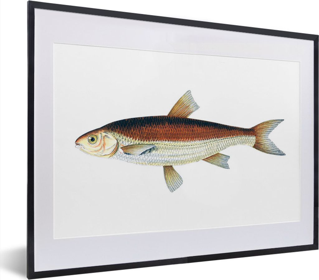MuchoWow MuchoWow Gerahmtes Poster Fische - Karpfen - Realismus 40x30 cm - Poster mit zchwarzem Bilderrahmen - Bilderrahmen - Poster im Rahmen