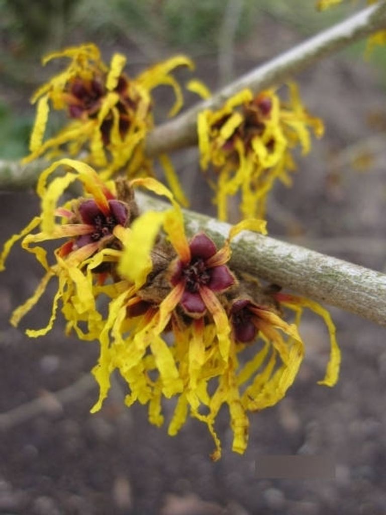 Hamamelis mollis - Chinesische Zaubernuss - | Kaufland.de