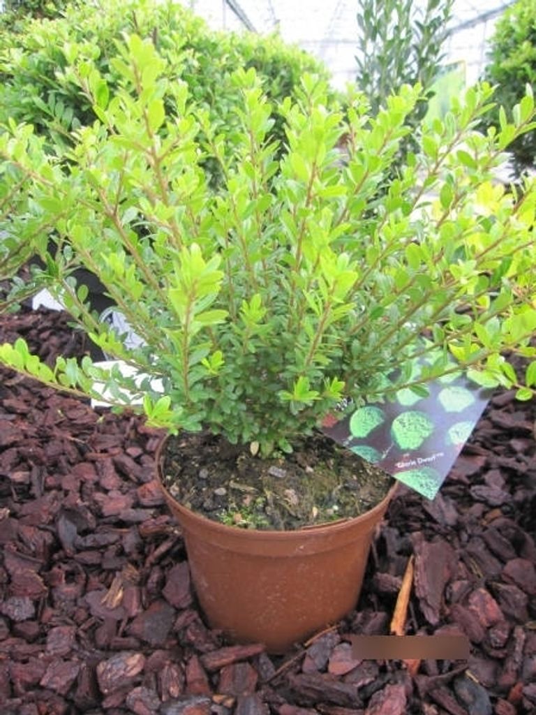 Ilex crenata Glorie Dwarf - Berg-Ilex Glorie Dwarf 15-20