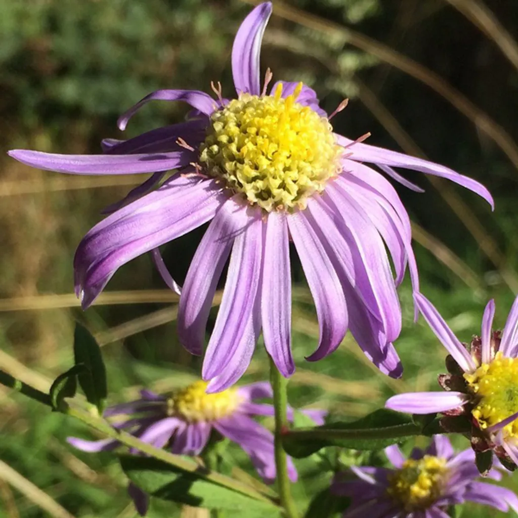 Offerta 6 Piante Aster 'Sonora' Estivo - Vaso 9x9cm Perenne