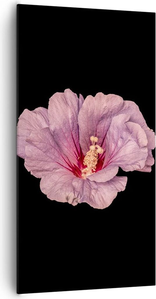 Bild auf Leinwand - Leinwandbild - Einteilig - Hibiskus Blume Rosa - 65x120cm - Wand Bild - Wanddeko - Wandbilder - Leinwanddruck - Bilder - Wandde...