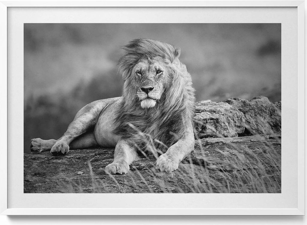 Majestätisches Tier Löwe– Wandbild mit Rahmen – Gerahmtes Bild – Wanddekoration – 100x70 cm – Weiß Rahmen