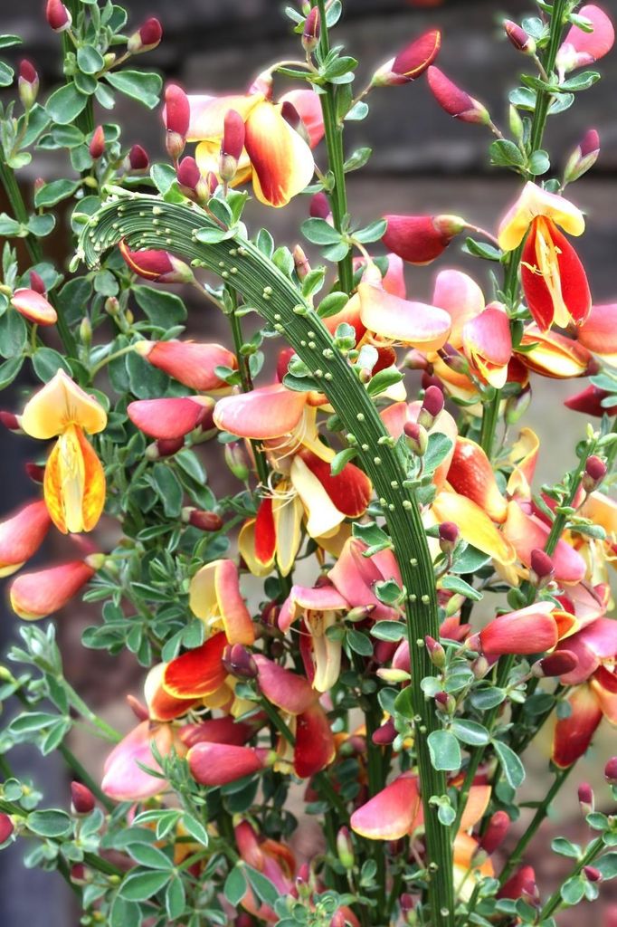 Edelginster Cytisus scoparius Fantasy Ginster 40 - 60 cm
