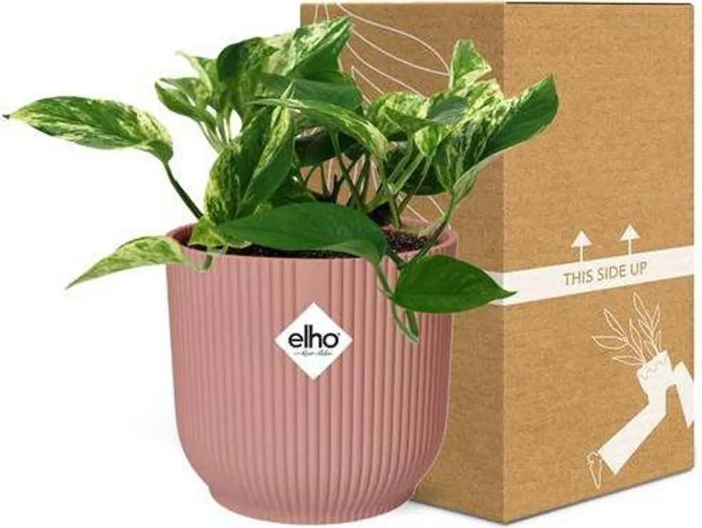 Scindapsus Epipremnum Marble Queen - Plante en pot rose de 14 cm
