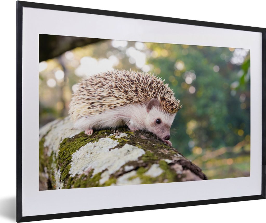 MuchoWow MuchoWow Gerahmtes Poster Baby - Igel - Baum 60x40 cm - Poster mit zchwarzem Bilderrahmen - Schlafzimmer - Plakat in Rahmen - Drucken