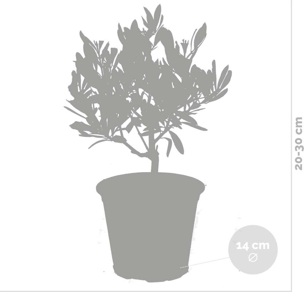 pflege olivenbaum olea europaea Olea europaea main image 1