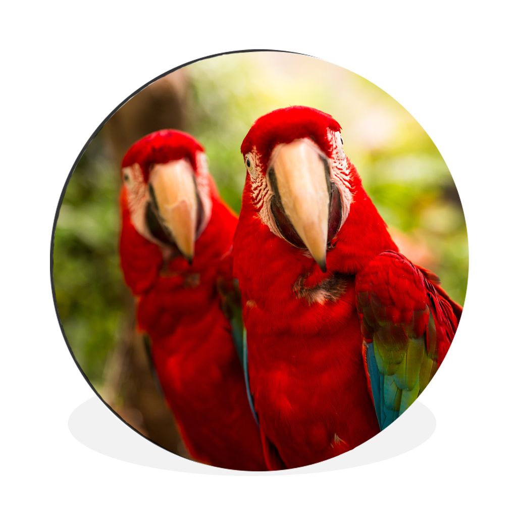 MuchoWow Aluminium Wandkreis Papageien - Vögel - Dschungel Ø 90 cm Wanddeko Modern Wohnzimmer - Mauerkreis - Wandbilder - Runde Bild - Bild aus...