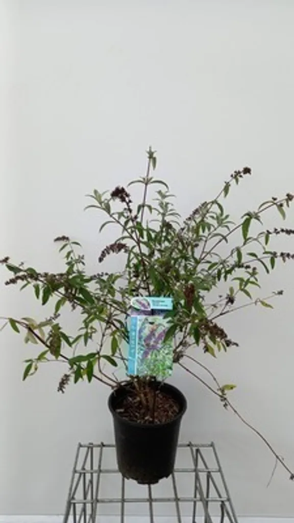 Buddleja davidii Border Beauty - Lilas d'été en conteneur 60-80 cm