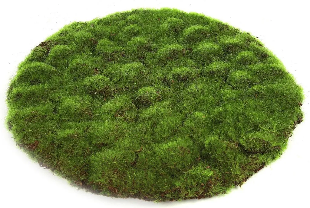 Countryfield Disco di Muschio Verde 30x30cm - Giocattolo Educativo Online