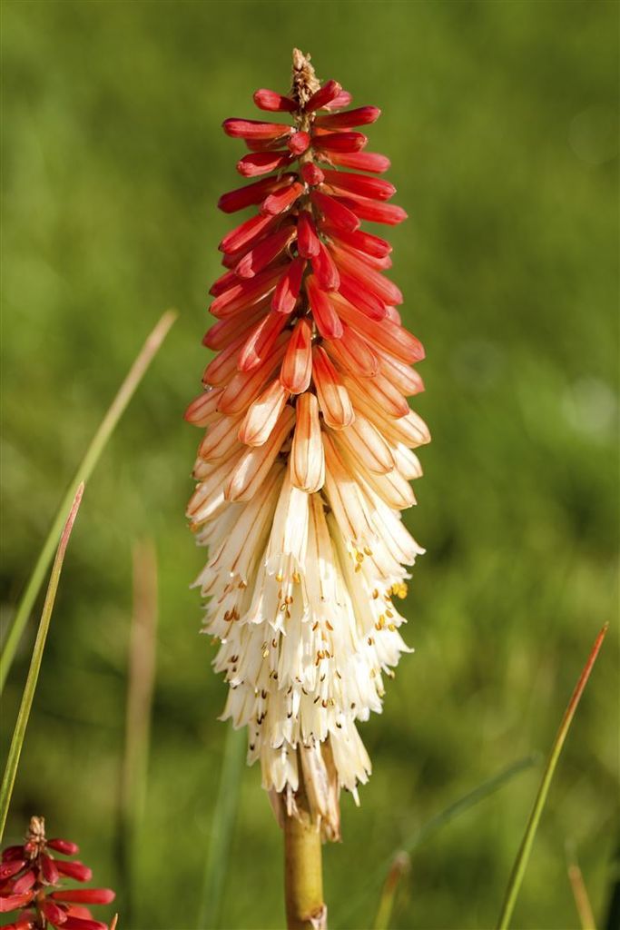 Kniphofia uvaria 'Flamenco', Fackellilie, orange-rot, ca. 9x9 cm Topf