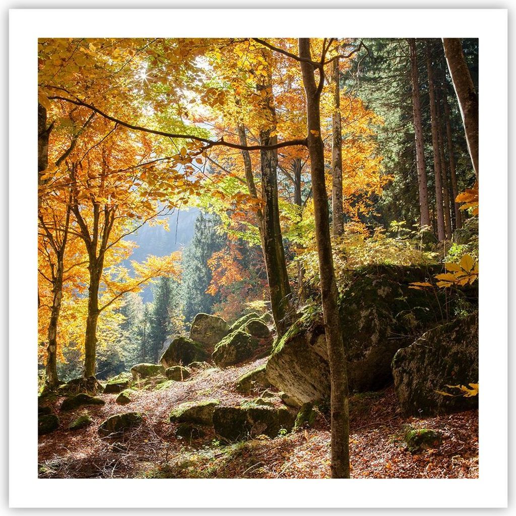 Poster - Poster ohne Rahmen - Herbst berg wald natur - 60x60 cm - Wand Bild - Wanddeko - Wandbilder - Kunstposter - Wandposter - Bilder - Kunstdruc...