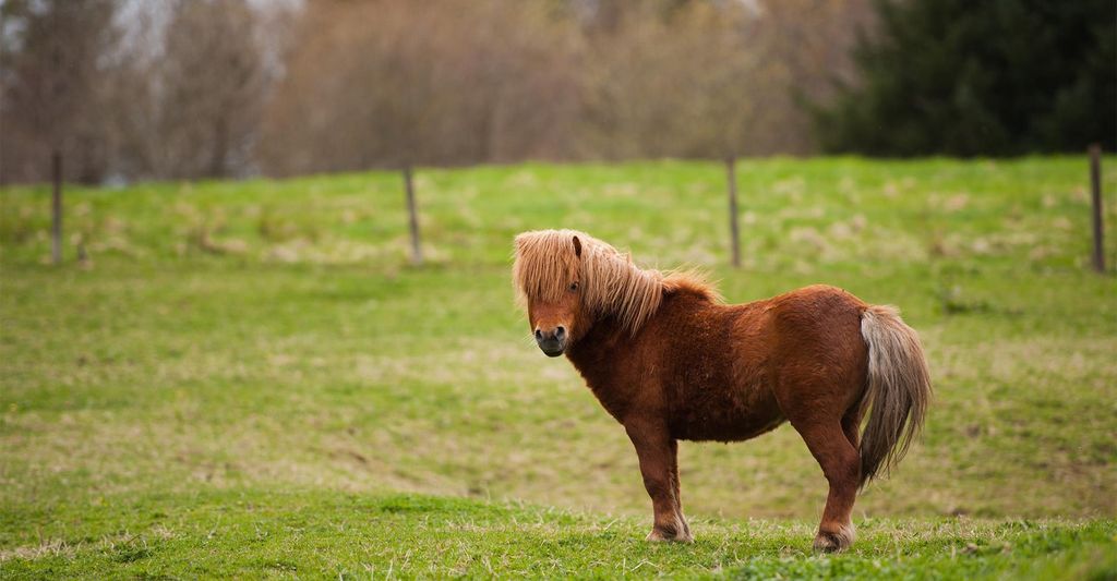 mydays Pony Wanderung Taufkirchen; Erlebnis verschenken oder selbst erleben; Gutschein für 1 Person(en)