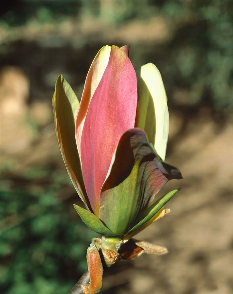 Magnolia brooklynensis 'Woodsman', gelb-rosa Blüten, 50–60 cm