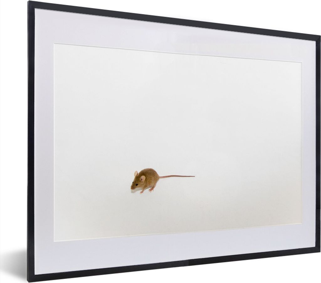 MuchoWow MuchoWow Gerahmtes Poster Maus - Tiere - Weiß 40x30 cm - Poster mit zchwarzem Bilderrahmen - Bilderrahmen - Poster im Rahmen