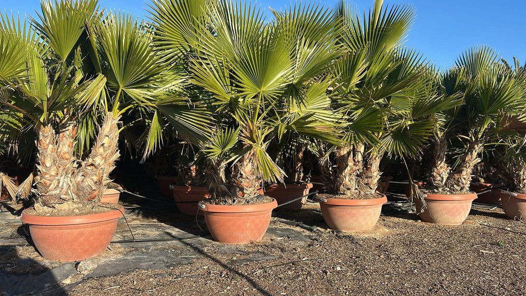 Sunny Tree - Palme - Washingtonia Robusta - Multi-stamm - 180 Zentimeter inklusif Topf - Mexikanische Fächerpalme - In Decotopf
