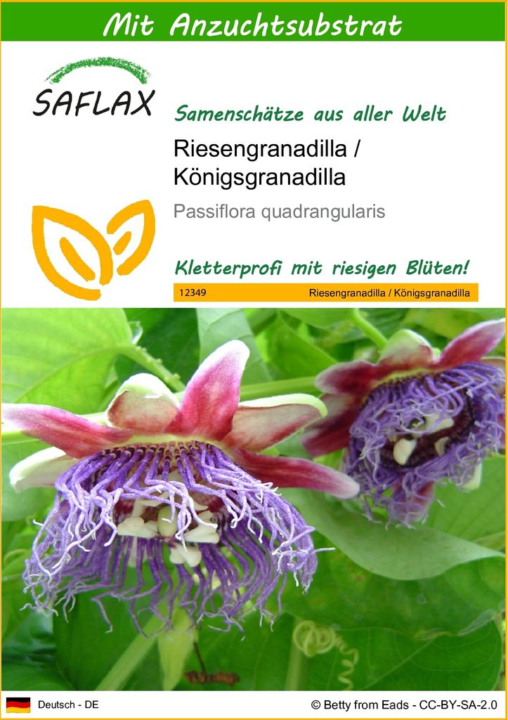 SAFLAX - Riesengranadilla / Königsgranadilla - 12 Samen - Mit keimfreiem Anzuchtsubstrat - Passiflora quadrangularis