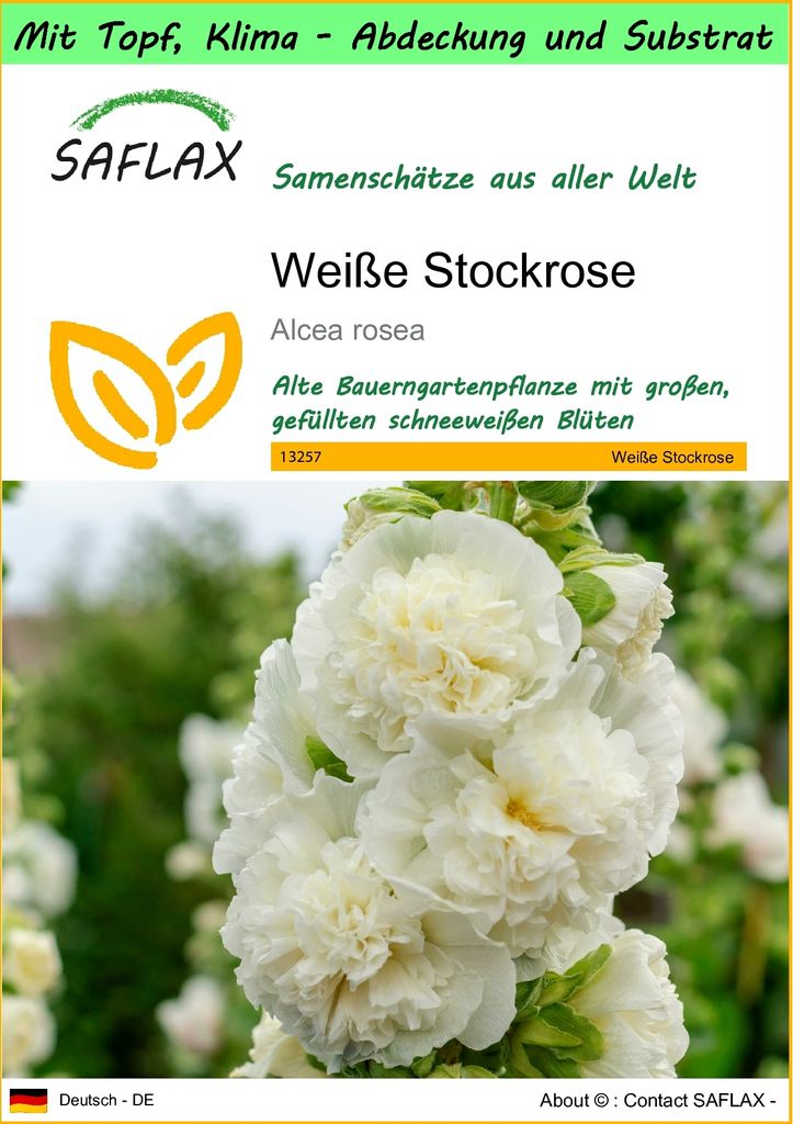 SAFLAX Garden to go - Weiße Stockrose - Alcea rosea - 100 Samen - Mit Topf, Klima - Deckel und Anzuchtsubstrat
