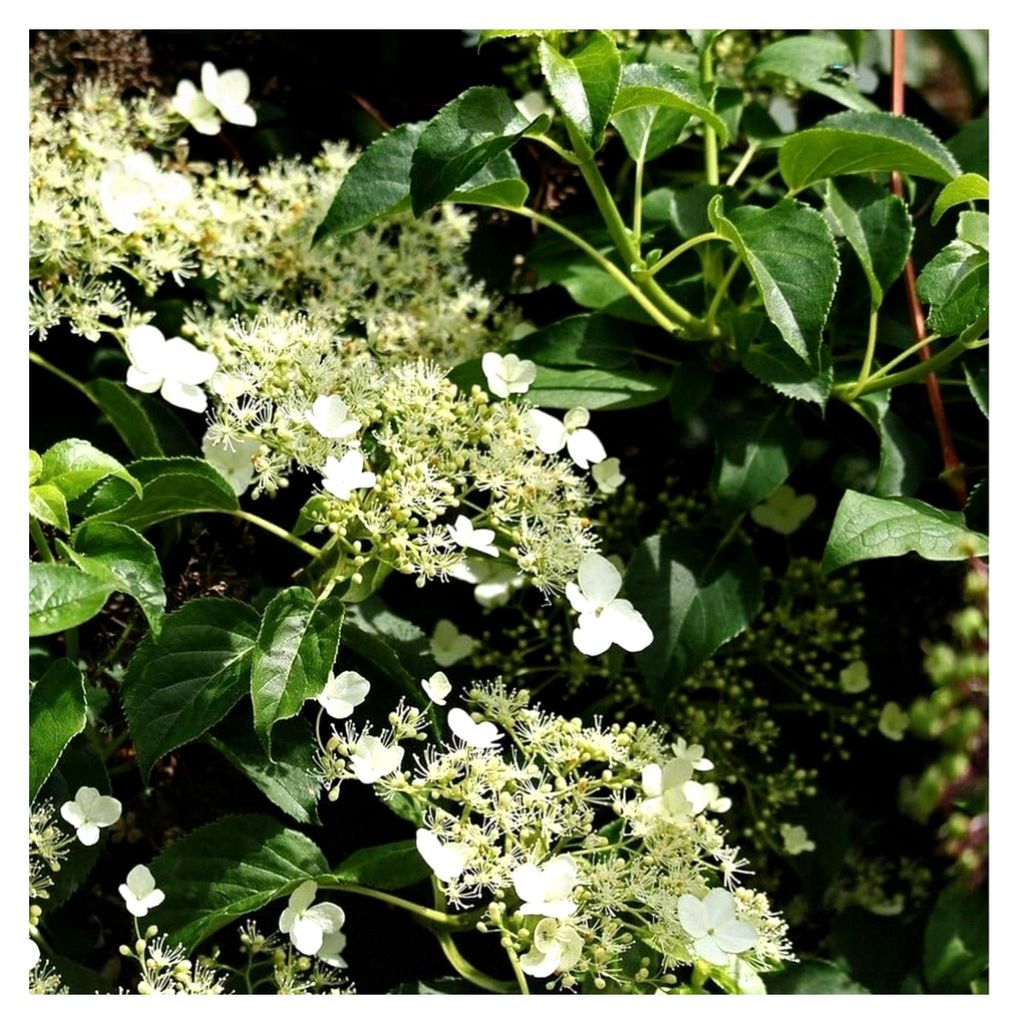 Kletterhortensie Hydrangea anomala petiolaris große Hortensie mit weißen Schirmblüten 40-60 cm 3 Liter Topfballen