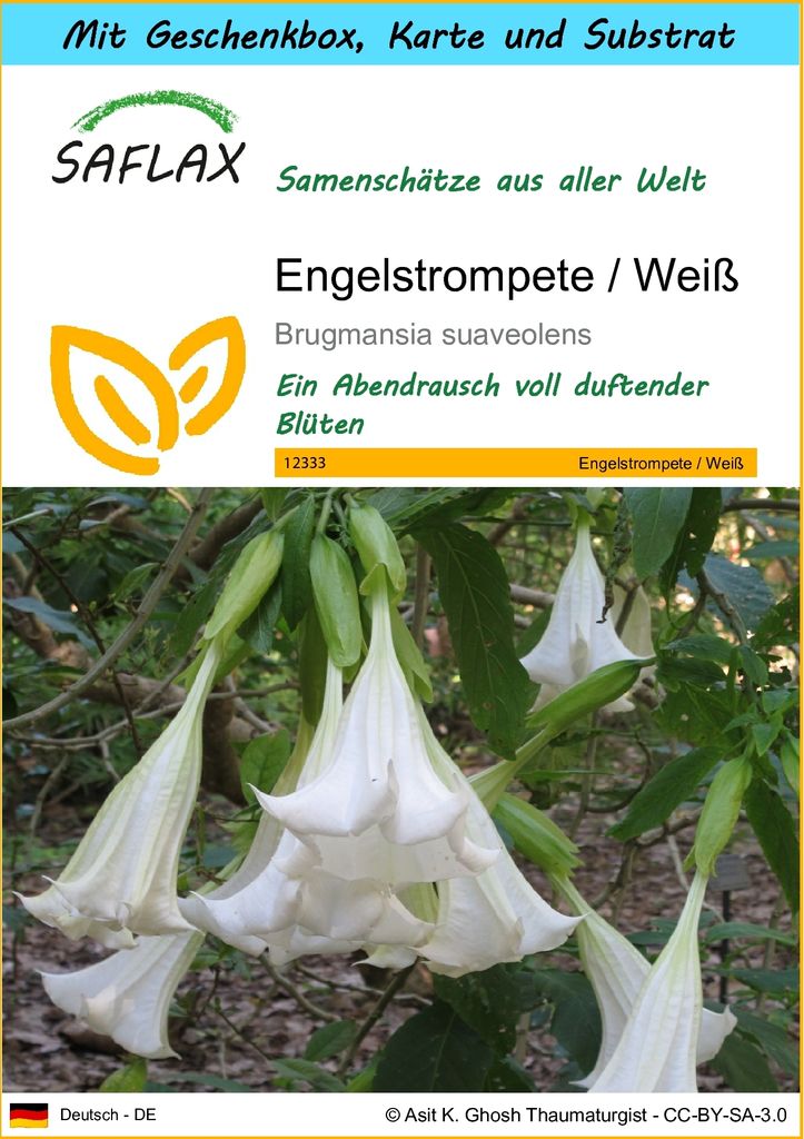 SAFLAX Geschenk Set - Engelstrompete / Weiß - Brugmansia Produktbild 