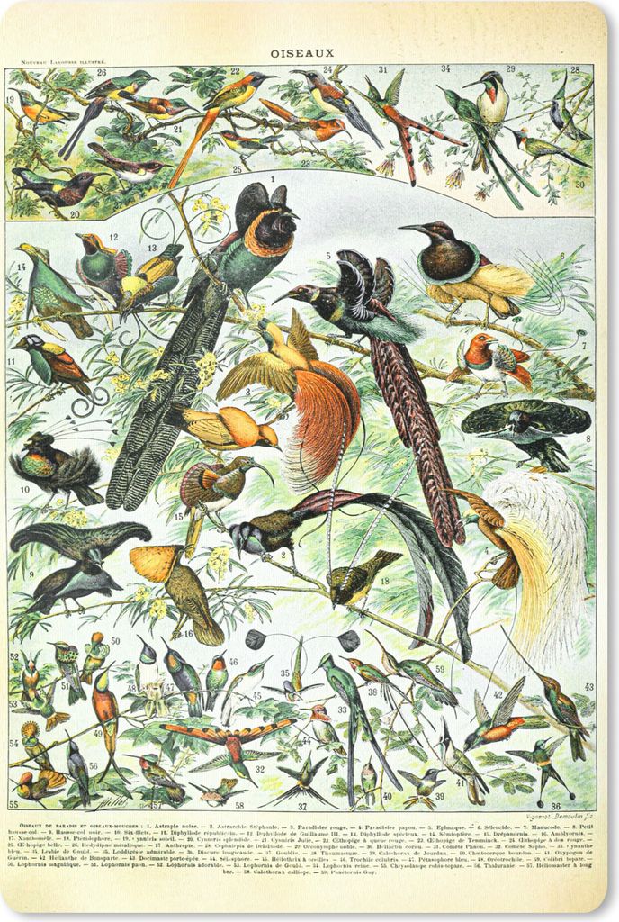 MuchoWow Mauspad Mousepad Vögel - Natur - Tiere 40x60 cm - Mousepads - Maus Mat - Pad - Mausunterlage - Schreibtisch Accesoire