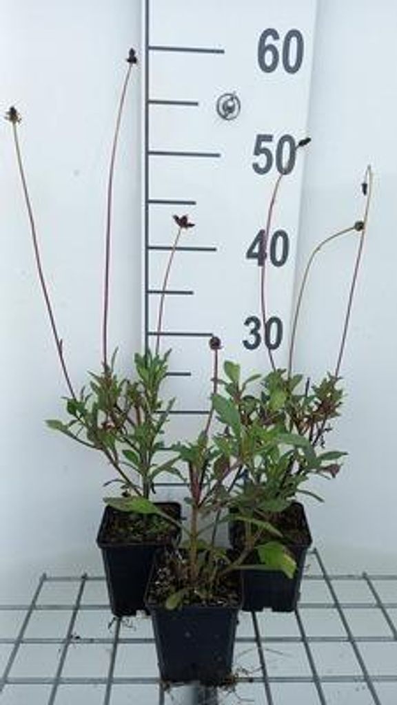 6 x Cosmos atrosanguineus - Schokoladenblume - Topf 9 x 9