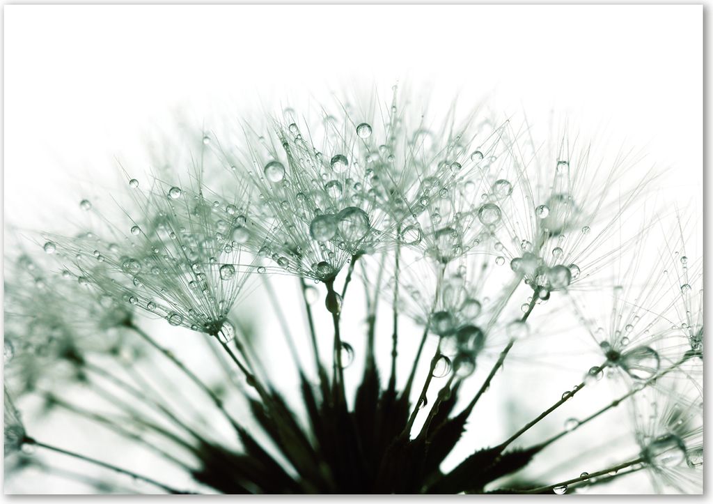 Tulup Glas-Bild - 100 x 70 - Wandbild aus Glas - Wandkunst - Wandbild hinter gehärtetem Sicherheitsglas - Blumen & Pflanzen - Pusteblume - Weiß